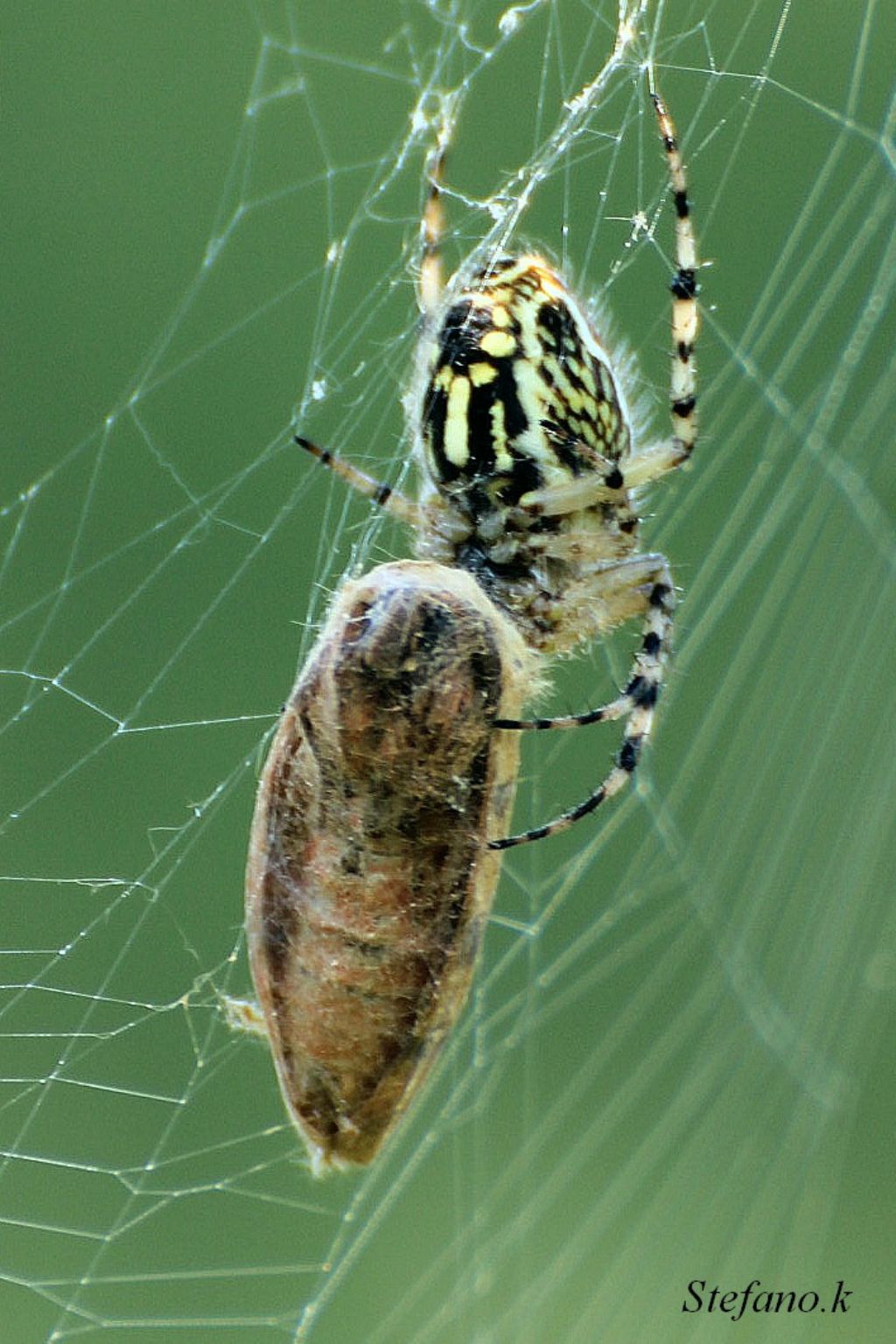 Aculepeira armida con preda! - Padriciano (TS)
